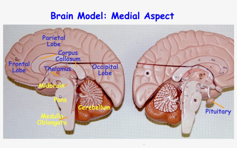 Edu Mweis Images Models 2401models Nervous - Cerebral Cortex On Brain Model, transparent png #2856761