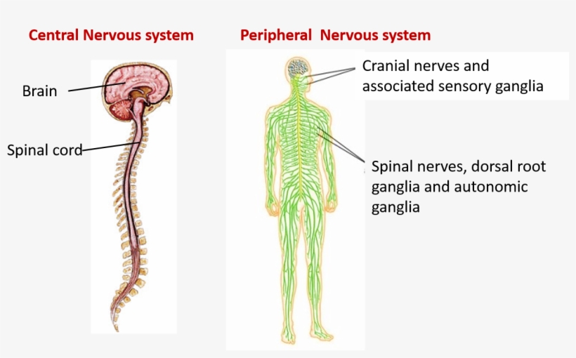 Central And Peripheral Nervous System - Brain And Spinal Cord, transparent png #2856764