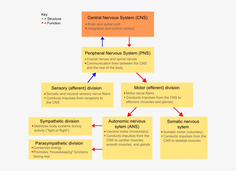 Nssystem - Difference Between Autonomic And Somatic, transparent png #2856789