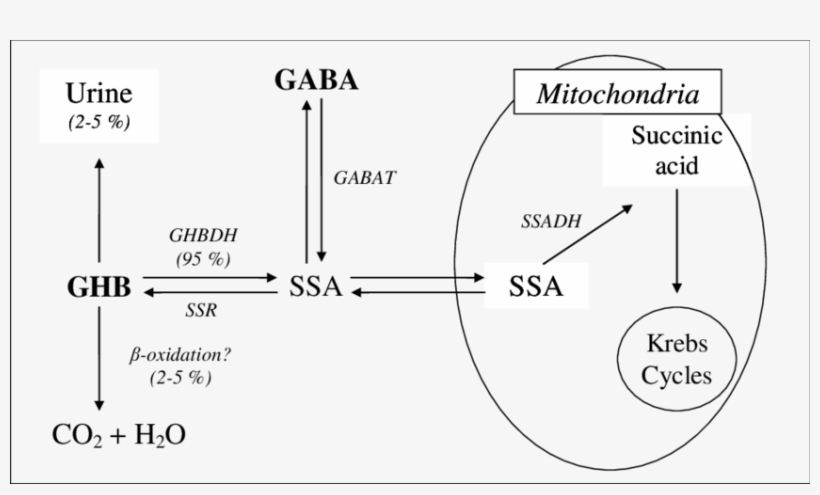Ghb Metabolism In The Central Nervous System - Gamma-hydroxybutyrate, transparent png #2856919