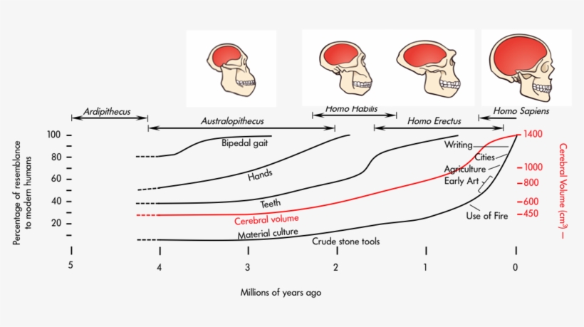 Changes In Cerebral Volume Across Evolution From Ardipithecus - Nervous System Of Mammals, transparent png #2856972