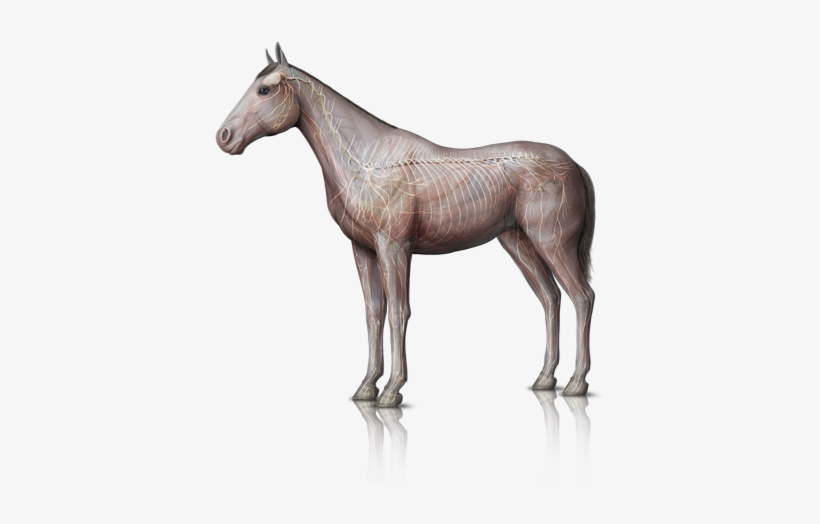 The Neurological System Represents One Of The Communication - Horse, transparent png #2856975