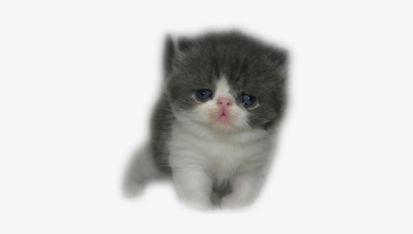 Cider's Haven Cattery - Purebred Persian Kitten, transparent png #2858413