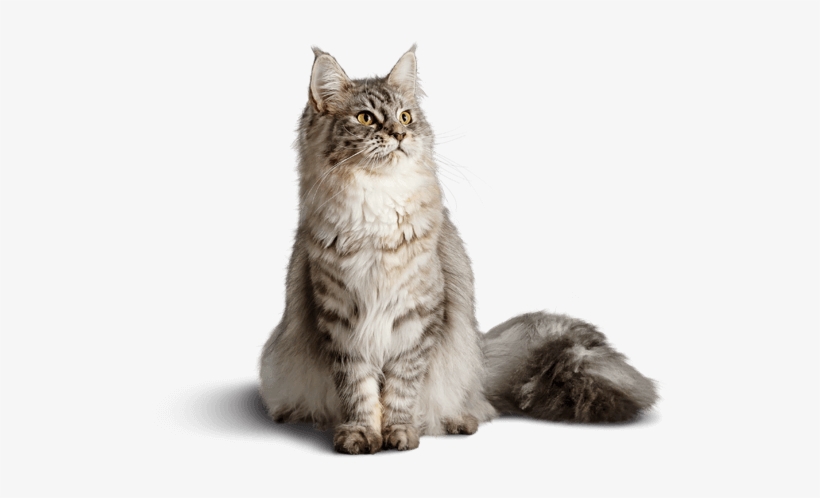 Weight Management Formula For Adult Cats - Diamond Care Weight Management Cat, transparent png #2858444