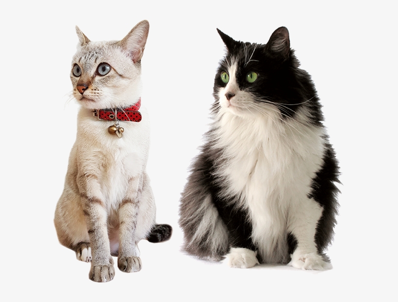 Cat Care Services In Illinois - Ração Sabor E Vida Gatos Carne E Fígado - 3kg, transparent png #2858464