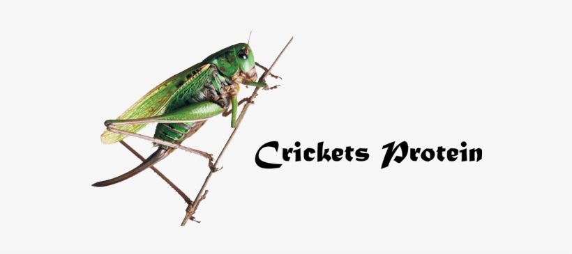 Bugs [book], transparent png #2858643