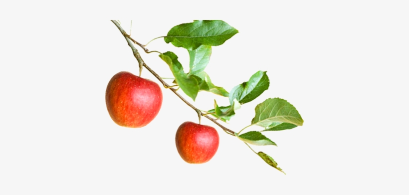 Answers To Anorexia: A Breakthrough Nutritional Treatment, transparent png #2858904