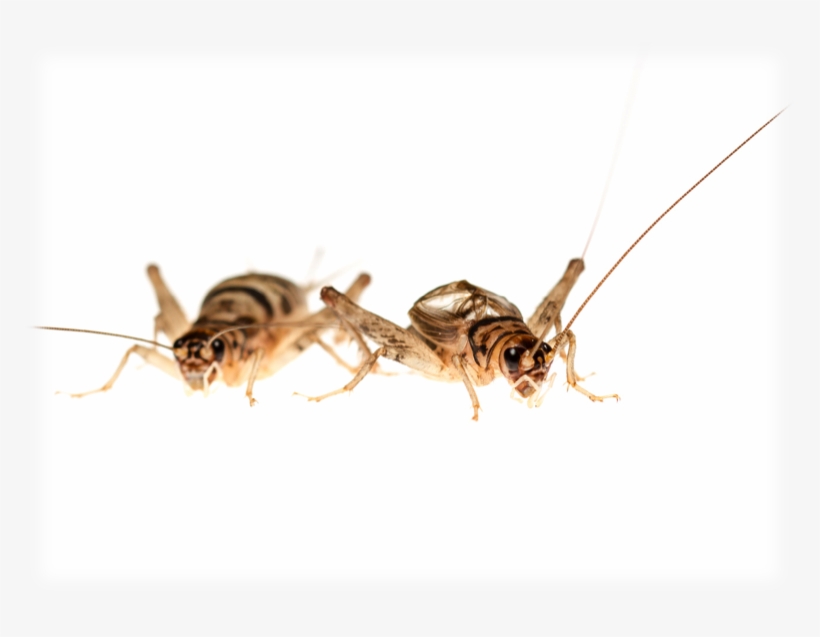 Food Supply Not 'live Fast, Die Young' Mentality Makes - Membrane-winged Insect, transparent png #2858964