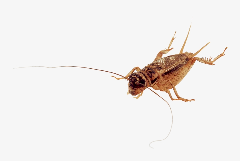 Worm Facts - Net-winged Insects, transparent png #2859015