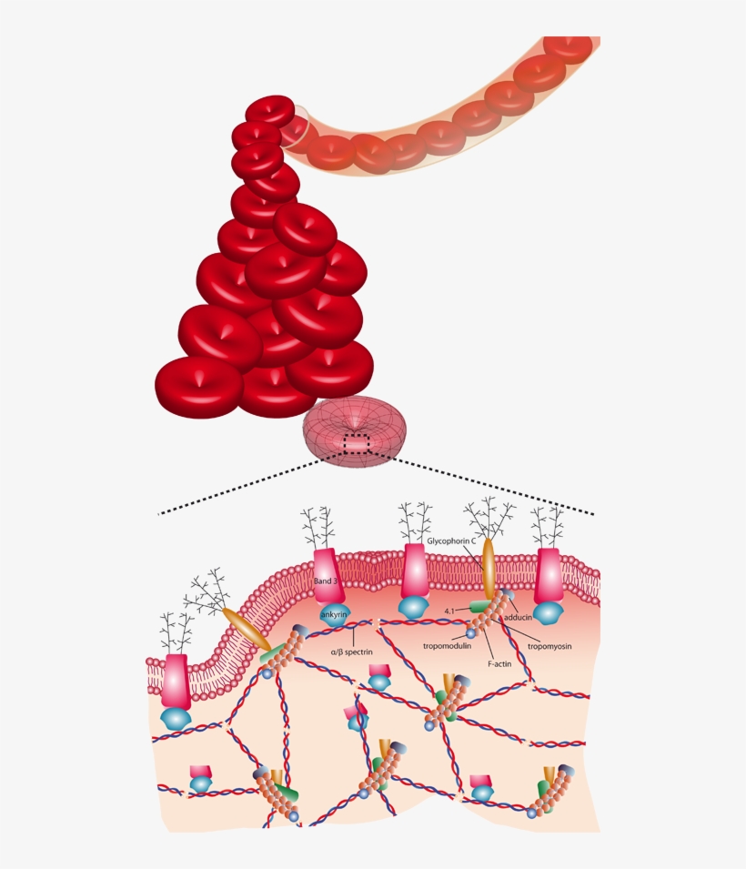 Architecture Of The Cytoskeleton In Red Blood Cells - Red Blood Cell Cytoskeleton, transparent png #2859341