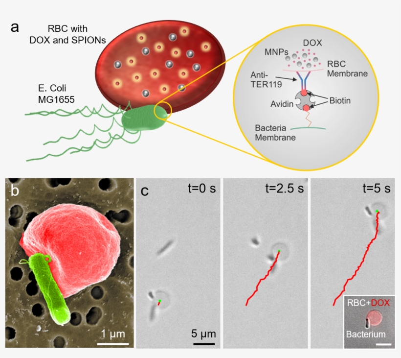 Ahmet Fatih Tabak, Joshua Giltinan, Oncay Yasa, Yunus - E Coli Binding Erythrocytes Membrane, transparent png #2859403