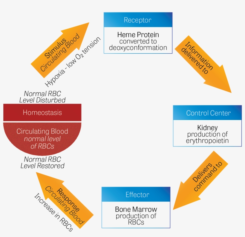 Diagram Of Homeostatic Mechanisms To Restore Levels - Red Blood Cell, transparent png #2859465