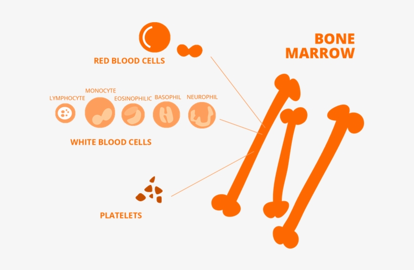 La Medula Osea Eng Ok - Red Blood Cell, transparent png #2859468