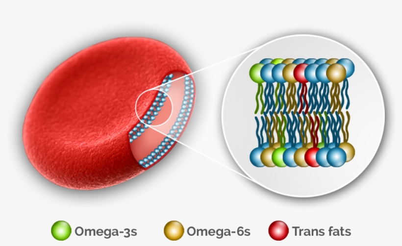 Oq Red Blood Cell Plus - Omega 3 Red Blood Cells, transparent png #2859576