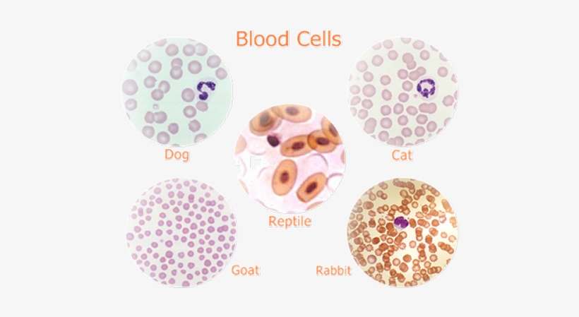 Notice That Reptilian Red Blood Cells Are Oval And - Red Blood Cells Cytology, transparent png #2859658