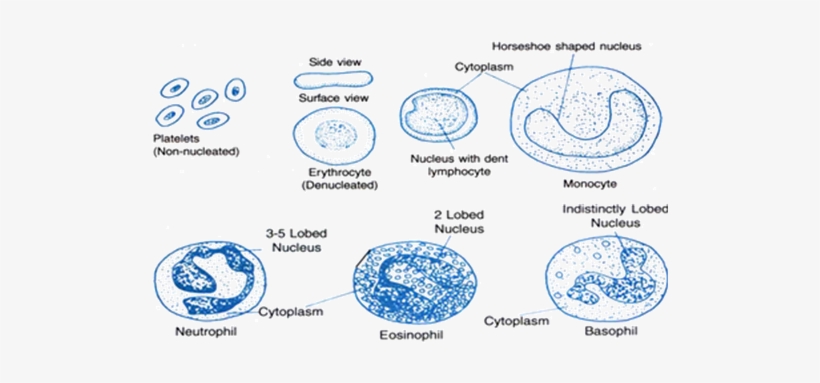 Red Blood Corpuscles (rbc) - Science, transparent png #2859789