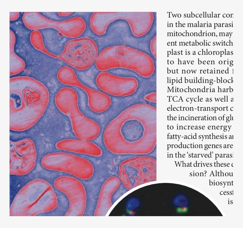 In The Blood - Red Blood Cell, transparent png #2859832