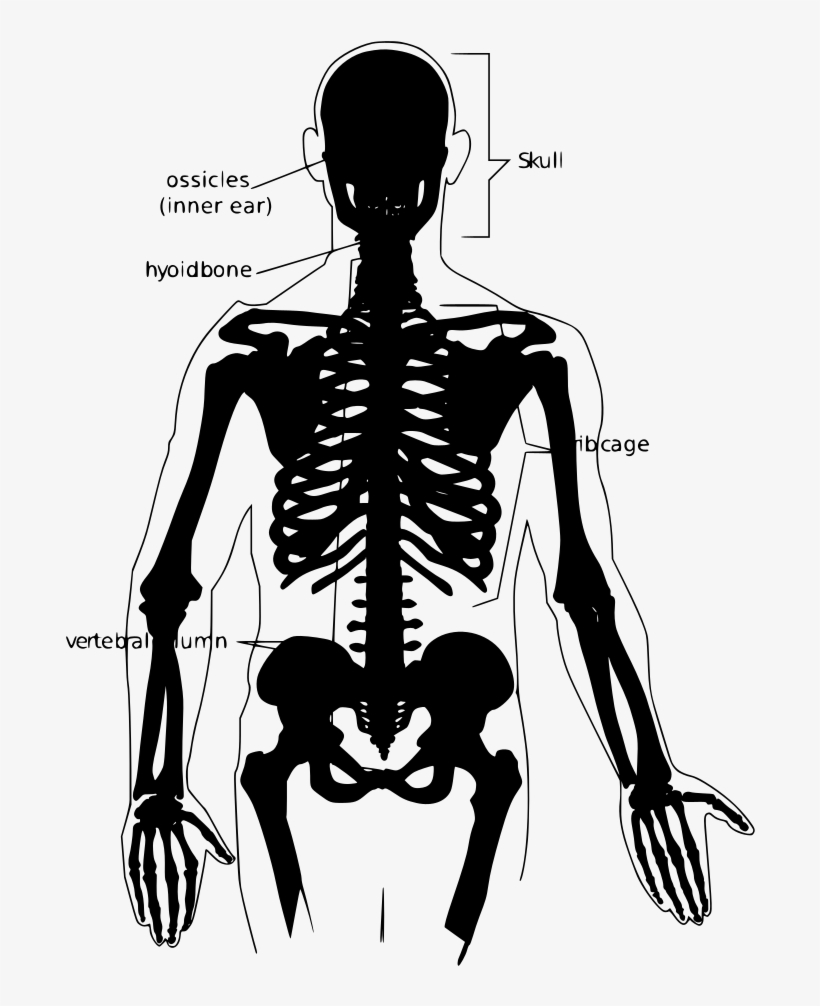 Download Png - Human Skeleton, transparent png #2860127