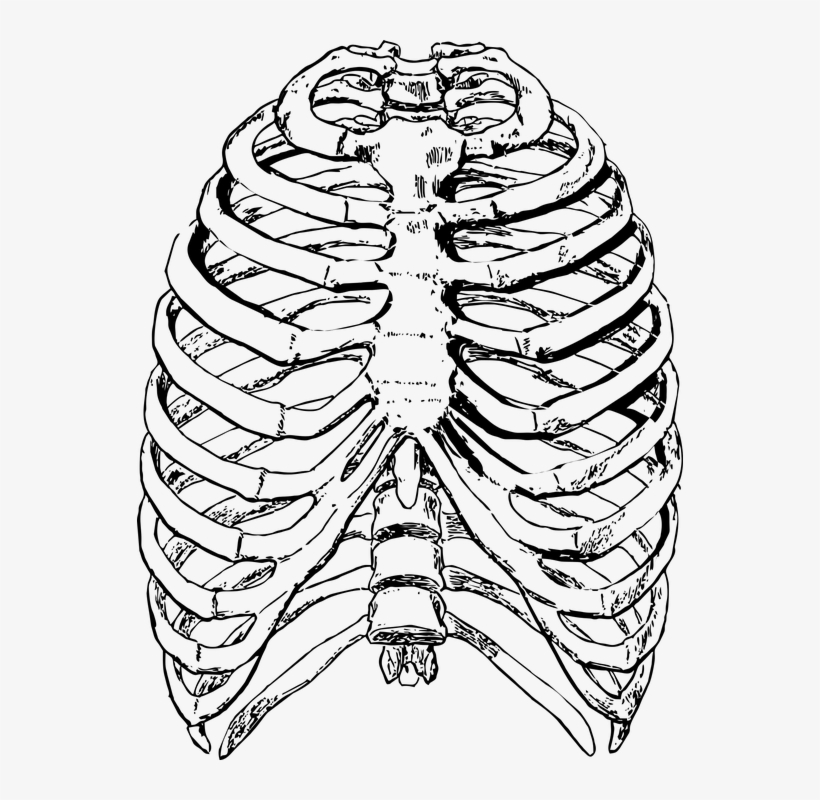 Clip Art Freeuse Free Photo Ribs Front - Human Rib Cage, transparent png #2860227