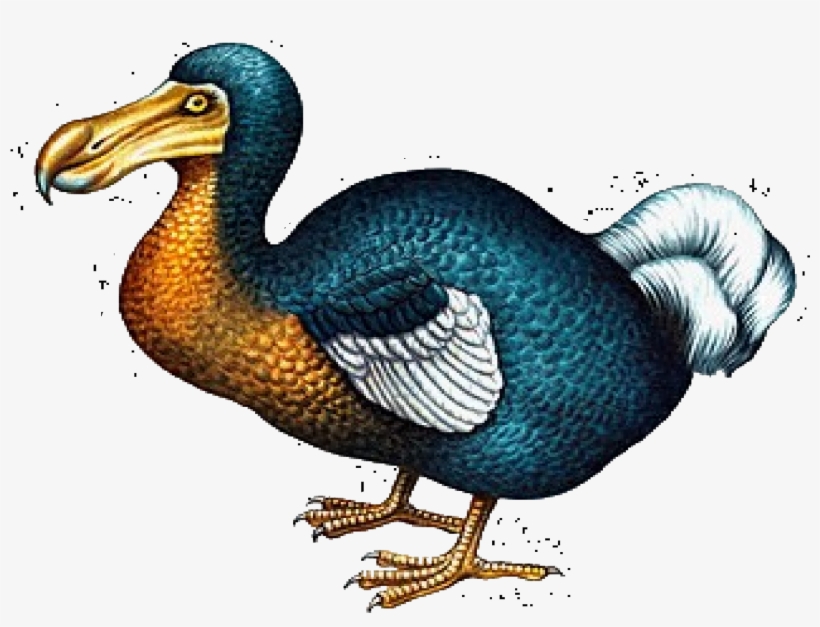 Icons Ddoogg - Dodo, transparent png #2861929