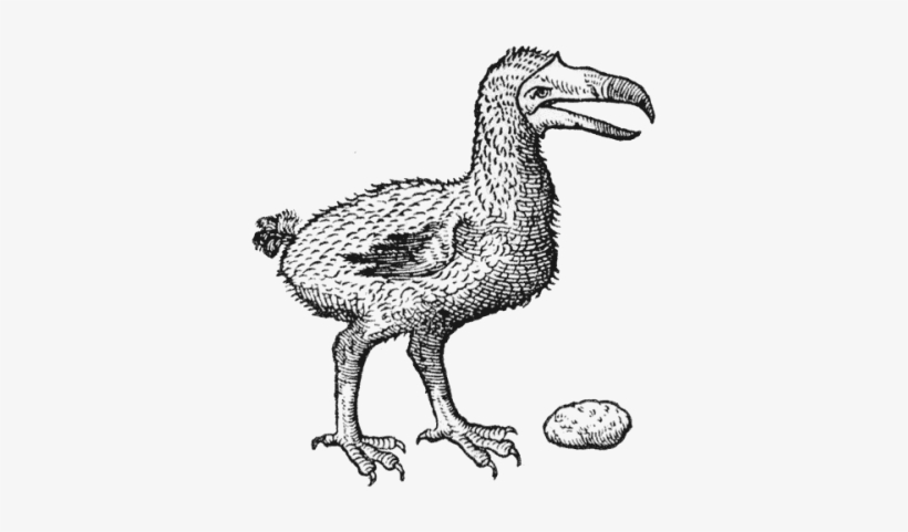 Image Of A Dodo By Carolus Clusius, Based On Eyewitness - Dodo, transparent png #2862247