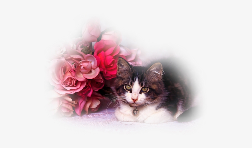 474k Chinablue 20 Feb 2011 - Boa Tarde Com Carinho, transparent png #2862652