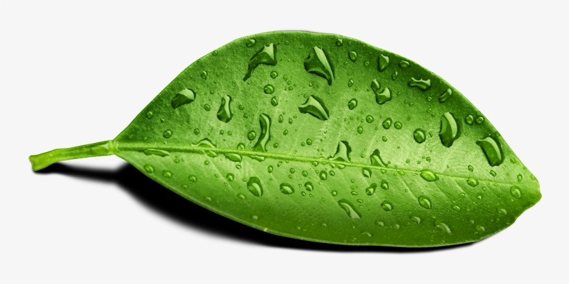 Lead Generation - Leaf With Water Drop Png, transparent png #2864182