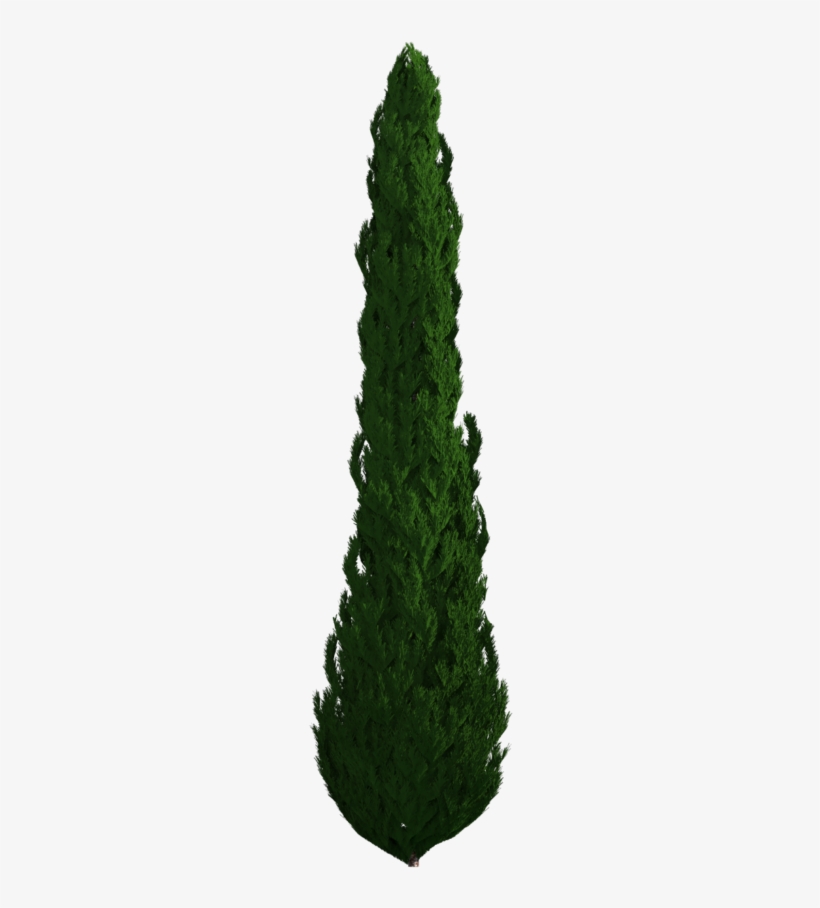 Tree Png Download - Tree, transparent png #2865192