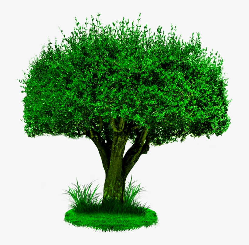Tree Png, Photoshop Editing Png, Cb Edits Png, New - Tree Image Hd Png, transparent png #2865404