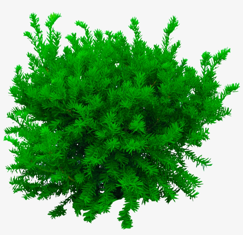 Tree Png, Photoshop Editing Png, Cb Edits Png, New - Bush Texture, transparent png #2865429