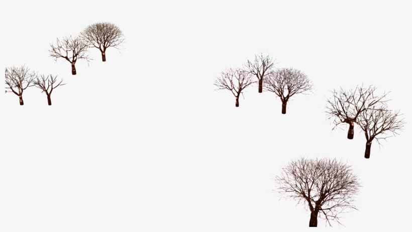 January 19 - Oak, transparent png #2865661