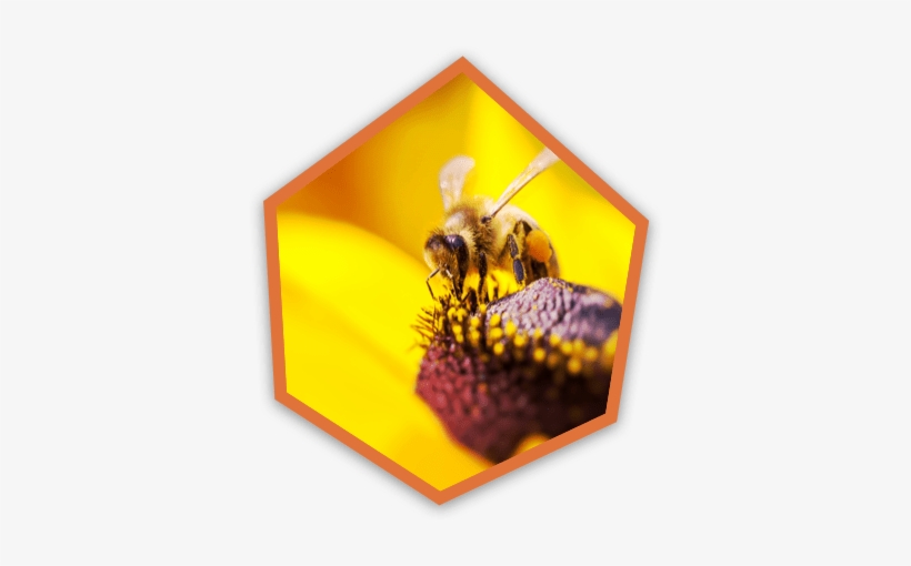The Beekeeper Often Puts A Little Dab Of Paint On Her - Bee, transparent png #2866025
