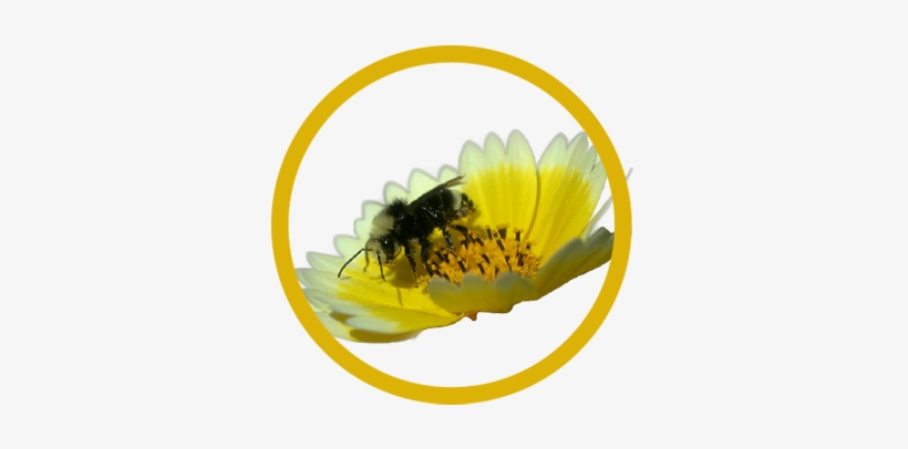 Yellow-faced Bumble Bee, Bombus Vosnesenskii - Sunflower, transparent png #2866163
