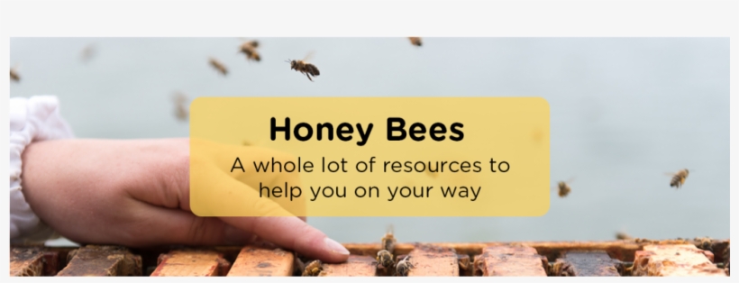 Honeybee, transparent png #2866316