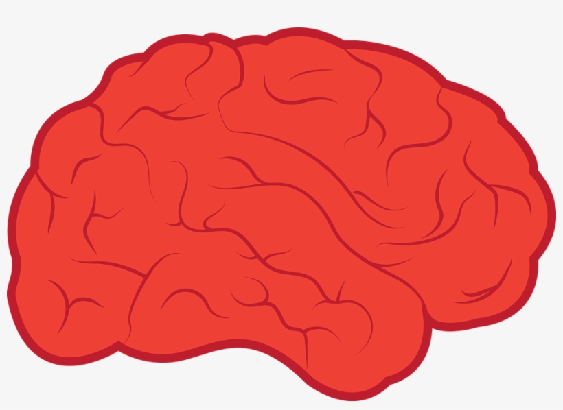Mind Clipart Simple Brain Pencil And In Color Mind - Neurologie Png, transparent png #2867571