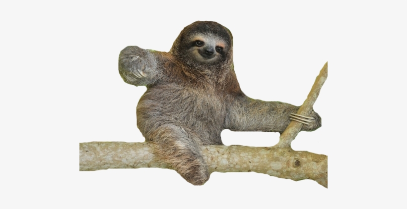 Image - Sloths (blastoff! Readers: Animal Safari), transparent png #2867592