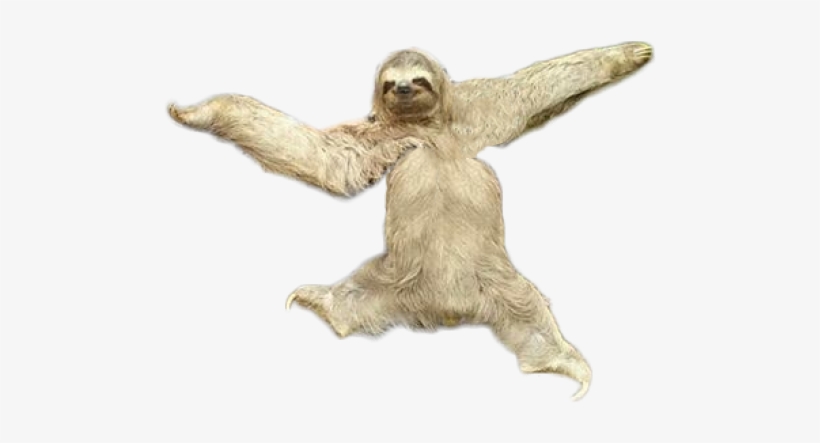Sloth Png Transparent Images - Sloth Png, transparent png #2867622