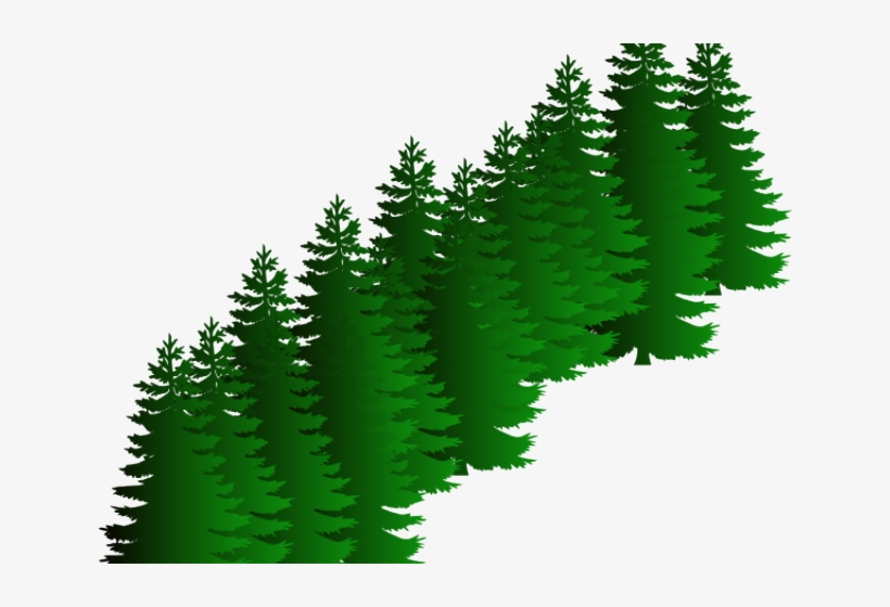 Fir Clipart Evergreen Tree - Pine Trees Black And White, transparent png #2867700