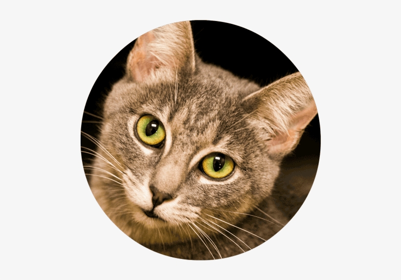 Cat - Domestic Short-haired Cat, transparent png #2868240