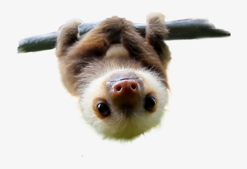 Cute Sloths Pillowcasestwo Sides Printedrectangle Zippered, transparent png #2868247