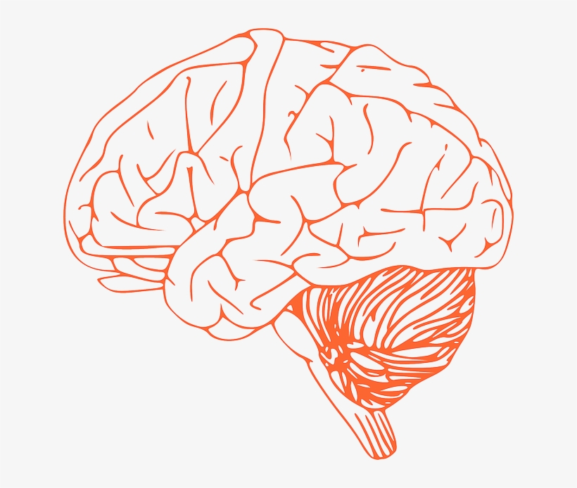 Brain Stem Diagram - Brain Clipart Png, transparent png #2868276