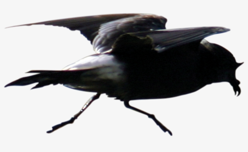 Small, Dark With A Distinctive White Rump - Fish Crow, transparent png #2868347