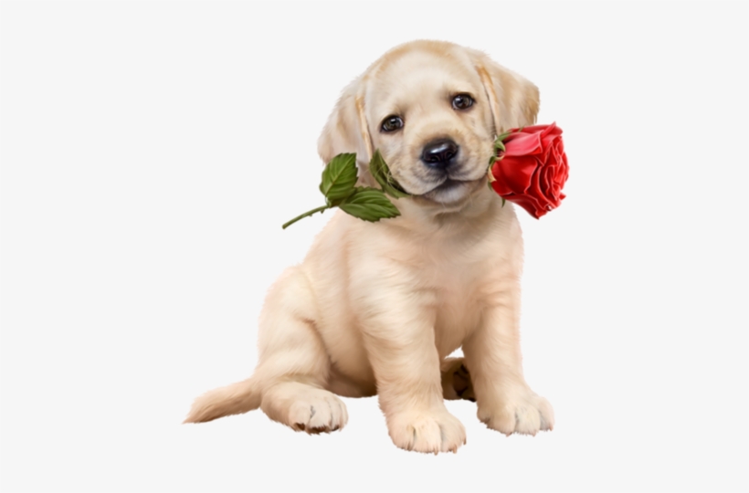 Share This Image - Dog And Rose, transparent png #2868489