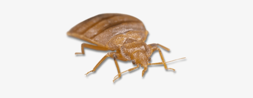 Light Brown Bed Bug - Bed Bug Bites, transparent png #2869574