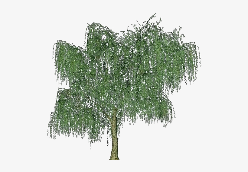 3d Trees - Weeping Willow - Sauce Lloron Png, transparent png #2869984