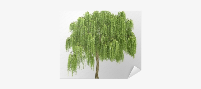 Willow Tree Cut Out, transparent png #2870169