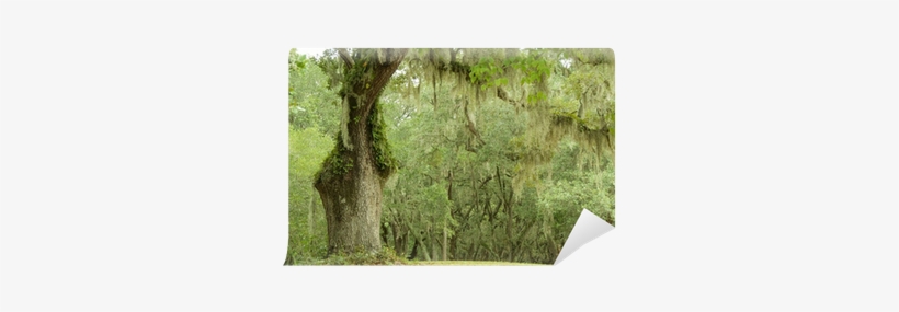 Birch, transparent png #2871533