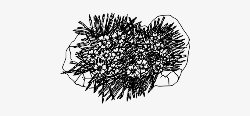 Moss Campion Computer Icons Drawing Hair Coloring - Moss Plant Black And White, transparent png #2871818