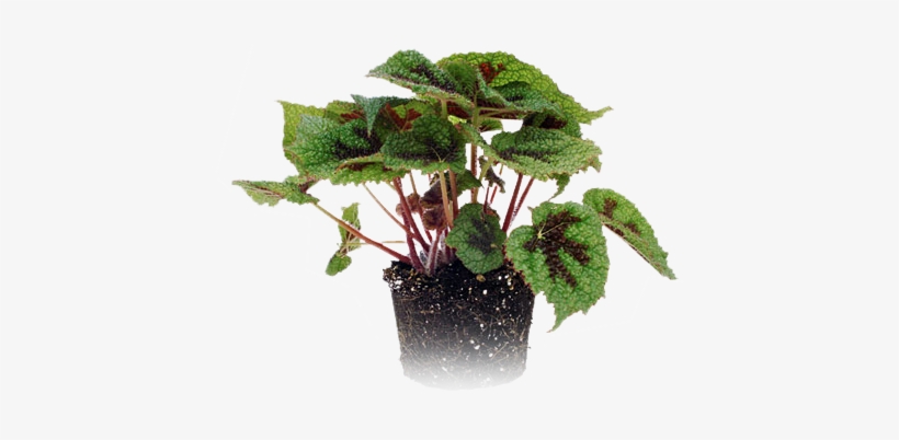 Mini Plant - Mini Cooper, transparent png #2871979