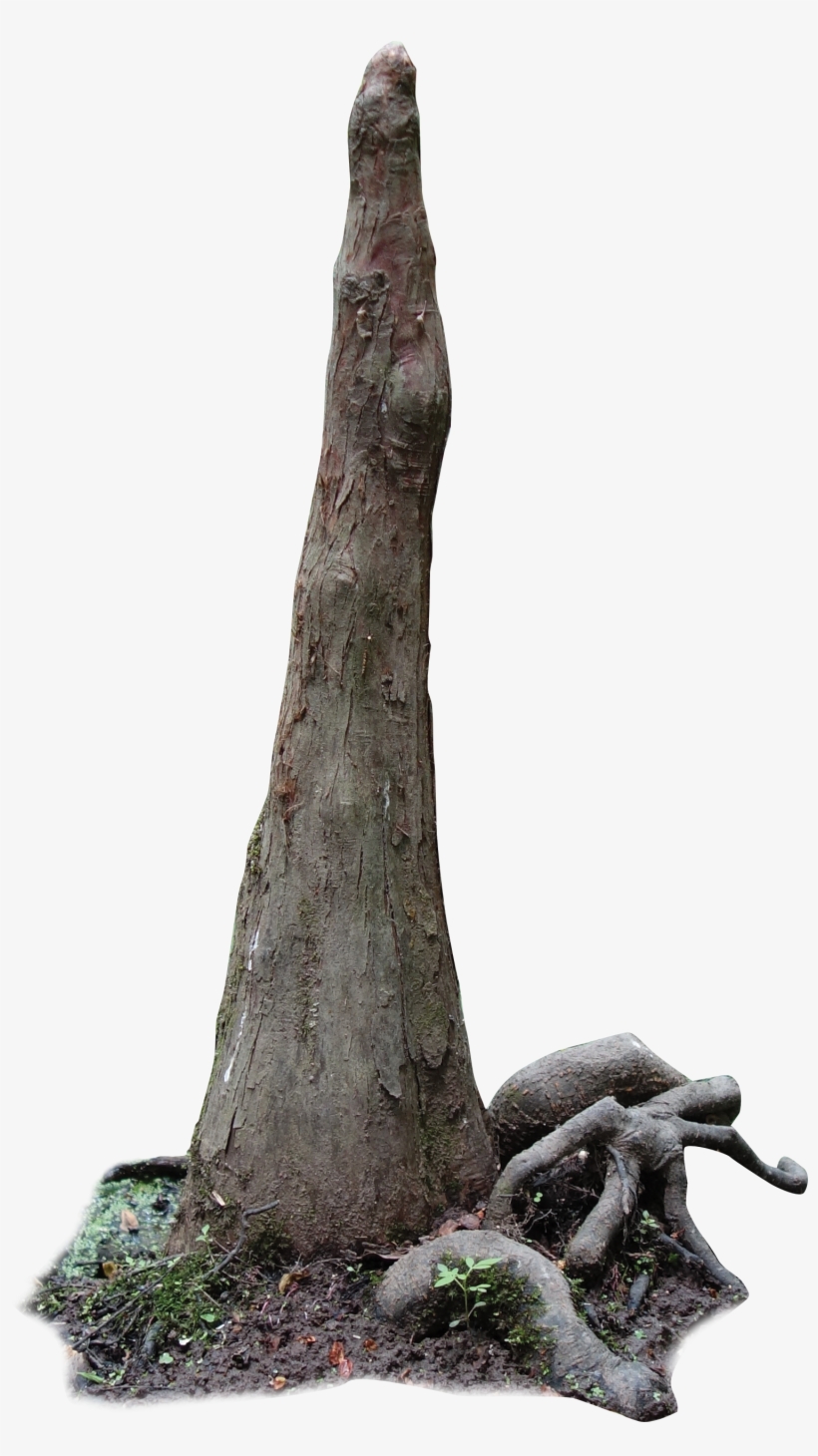 Cypress Knee - Swamp Cypress Png, transparent png #2872467